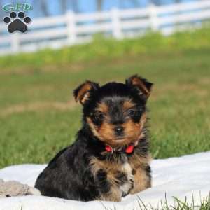 Marshall, Yorkie Puppy